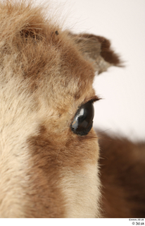 Alpine chamois Rupicapra rupicapra eye 0004.jpg